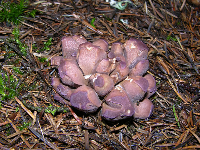 Gomphus clavatus (Pers.) Gray